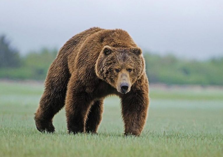 芬兰狗熊抱大树和摄影师捉迷藏,可爱到爆!网友:这熊要成精了?