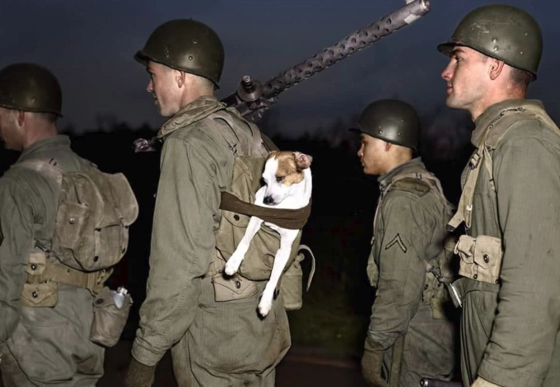 二战时期进入卢森堡西部的德国装甲部队,该坦克为德制3号突击炮坦克