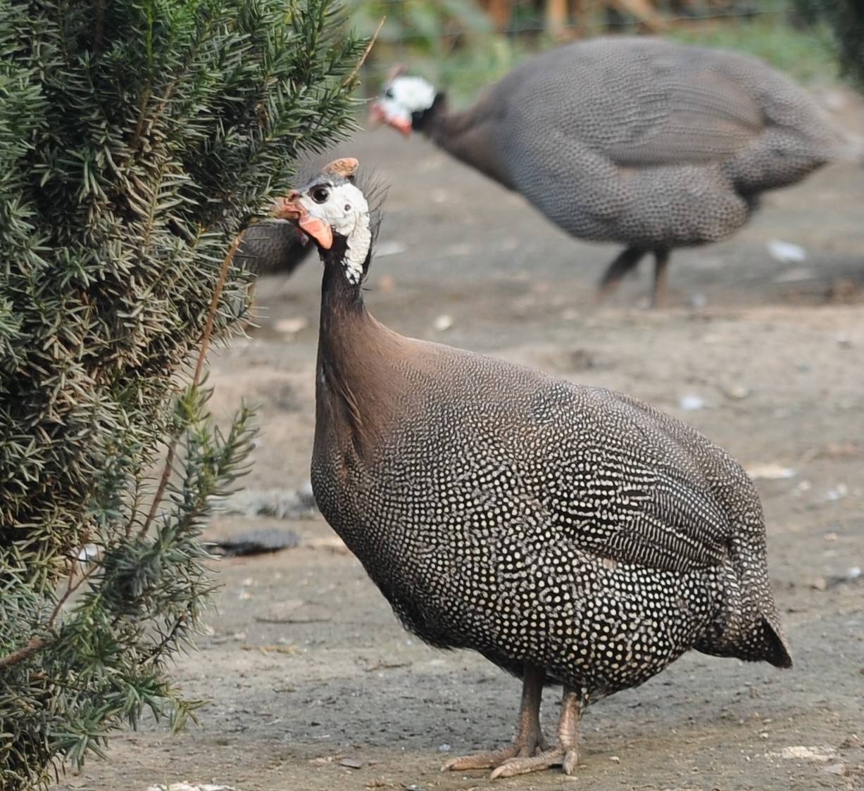 农村好项目,江西农民开始养殖珍珠鸡,一只一百多还很有市场