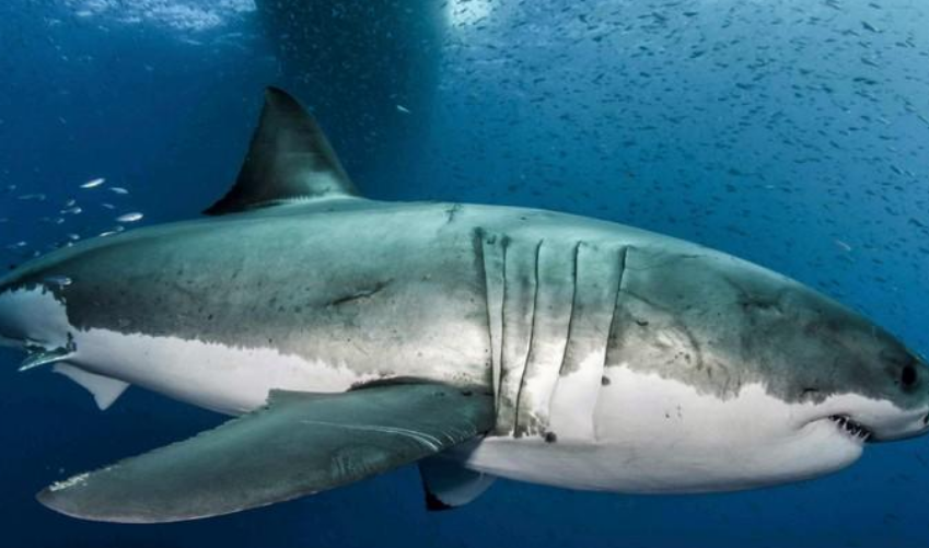 鲨鱼有多少种真实图片