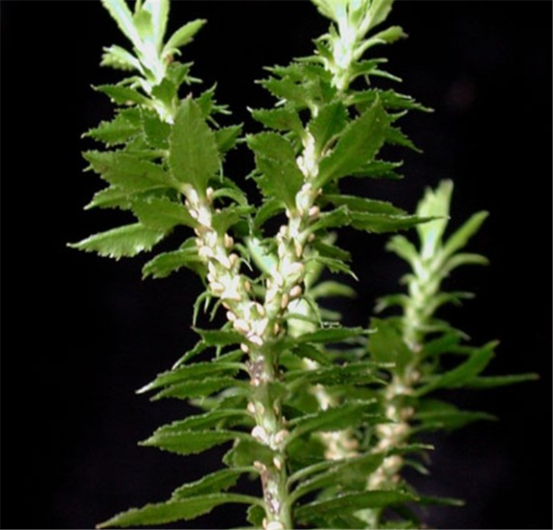 千层塔为石杉科石杉属多年生草本植物蛇足石杉的全草.