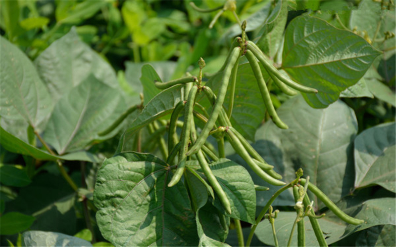 红豆- 热门商品专区