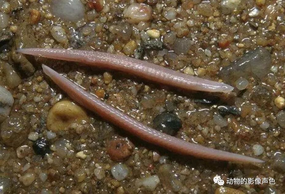 这种长得像寄生虫一样的鱼你敢吃吗?它们是极致的美味