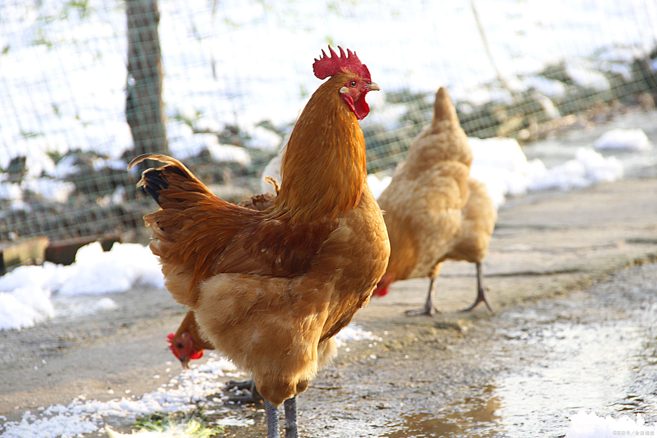 正宗土鸡土鸭 - 2020年最新商品信息聚合专区 - 百度爱采购