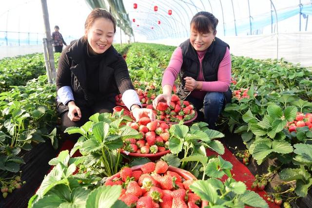 建德草莓采摘图片