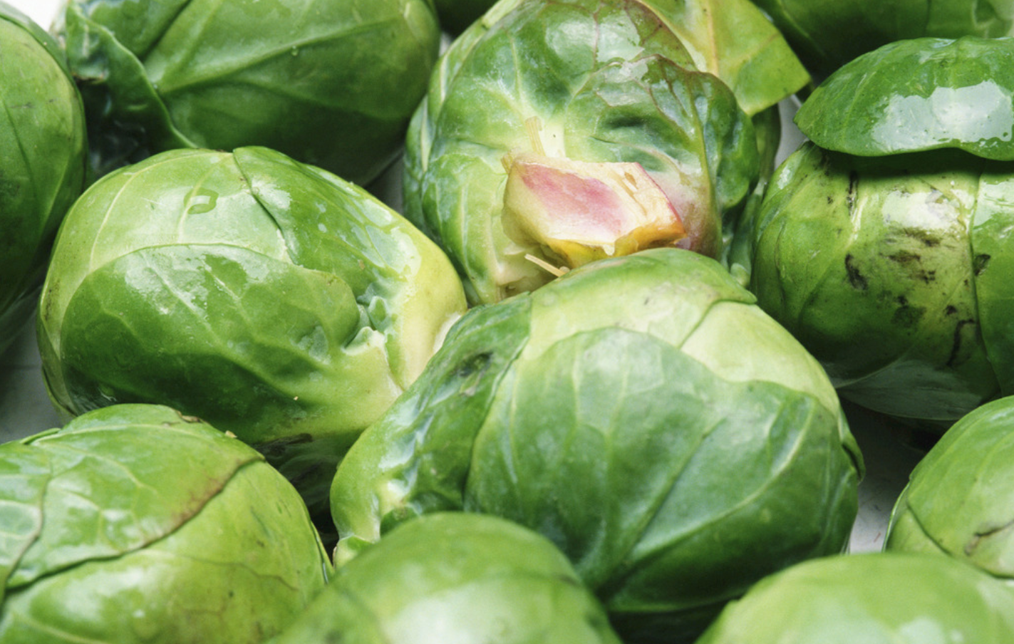 《包菜种植》秋冬甘蓝的育种时期,结球甘蓝的育种方法