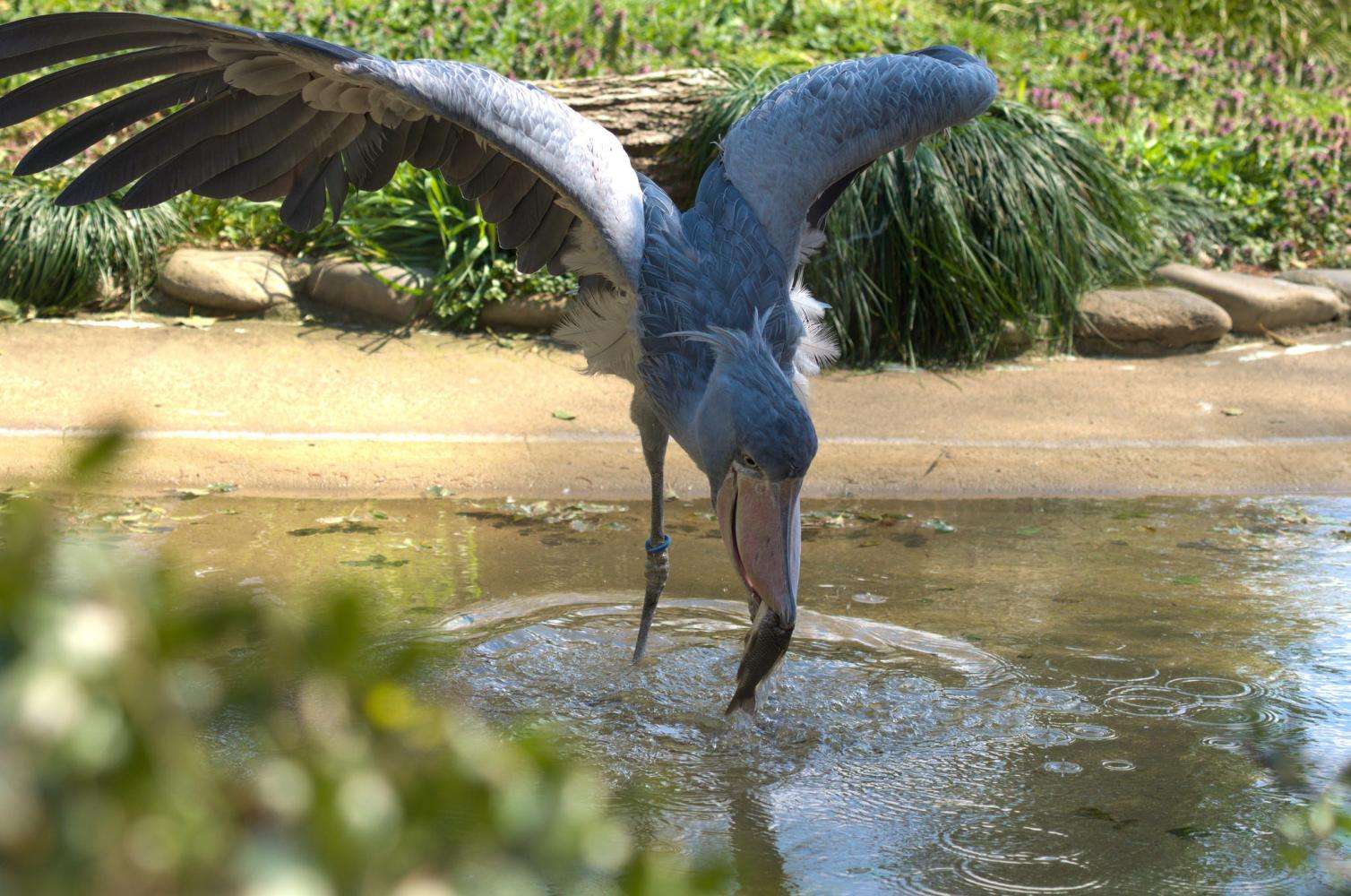 世界上最礼貌的鸟,喜欢拔毛送给游客,如今已成濒危动物