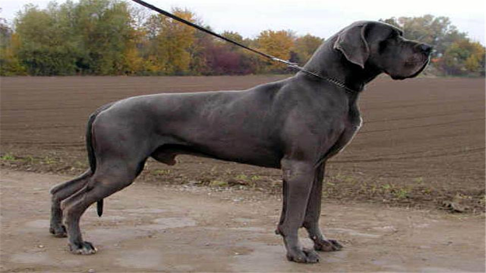 你对国外犬的品种了解多少呢