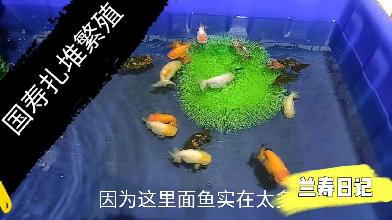 国寿金鱼扎堆繁殖 这场面彻底不受控制了
