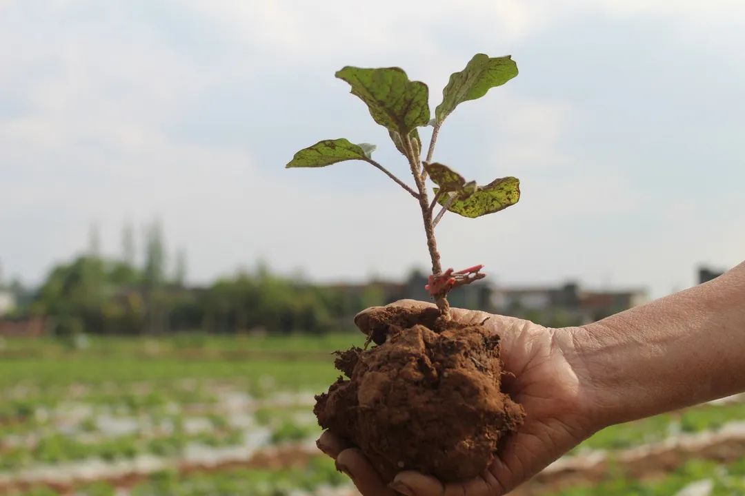 成都每个烧烤摊都有的它!天府新区已提前为你种下