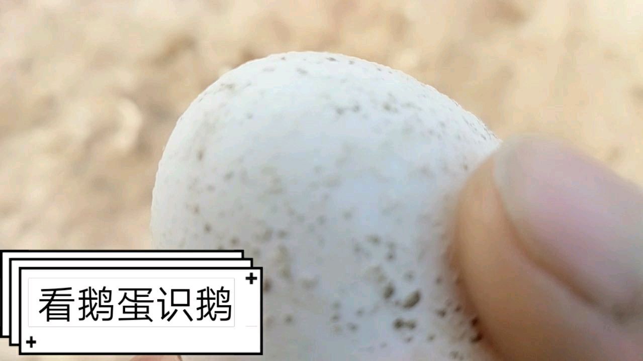 17年养鹅人,分享如何看鹅蛋识别鹅是否存在健康问题