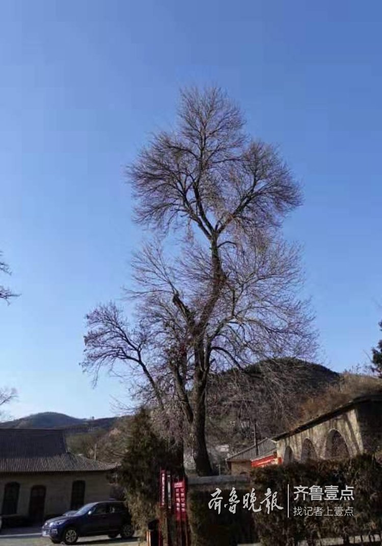 革命圣地延安,棵棵大树耸立入云