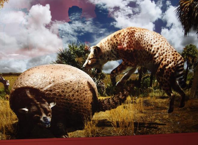 巨河狸,巨河狸又名巨水獭,是啮齿目的巨型种类,巨河狸生体型有现金