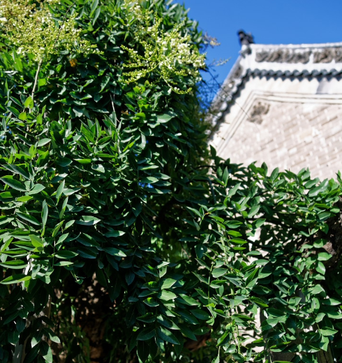 村里这棵垂槐早在35年前就被确认为济南市龙爪槐之冠?