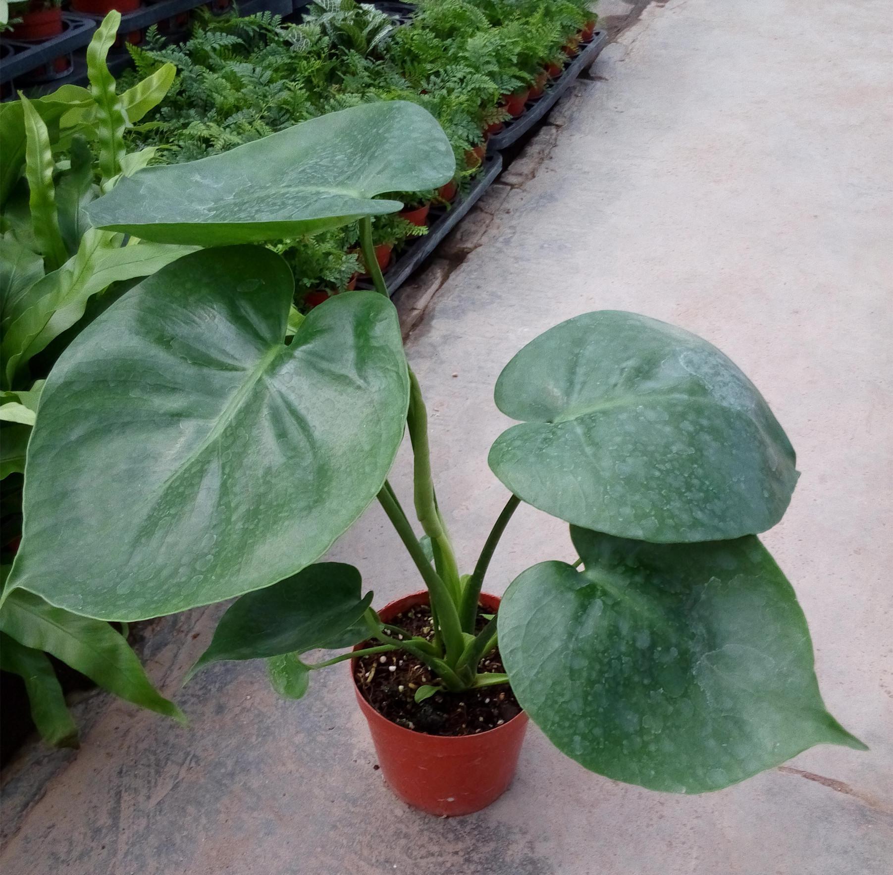 秋季 龟背竹换盆方法