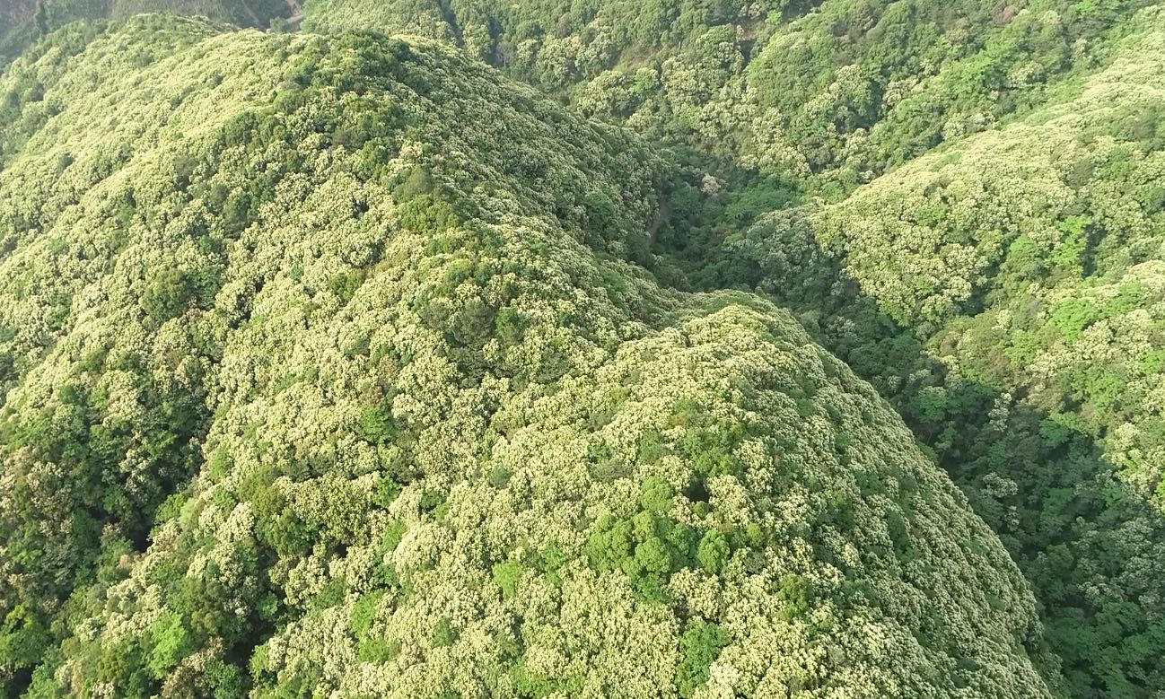 安远32.8万亩栲树花开如雪