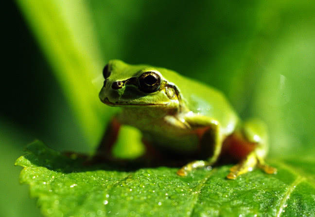 它们原来是益虫,知道的人不多,大家一定要手下留情!