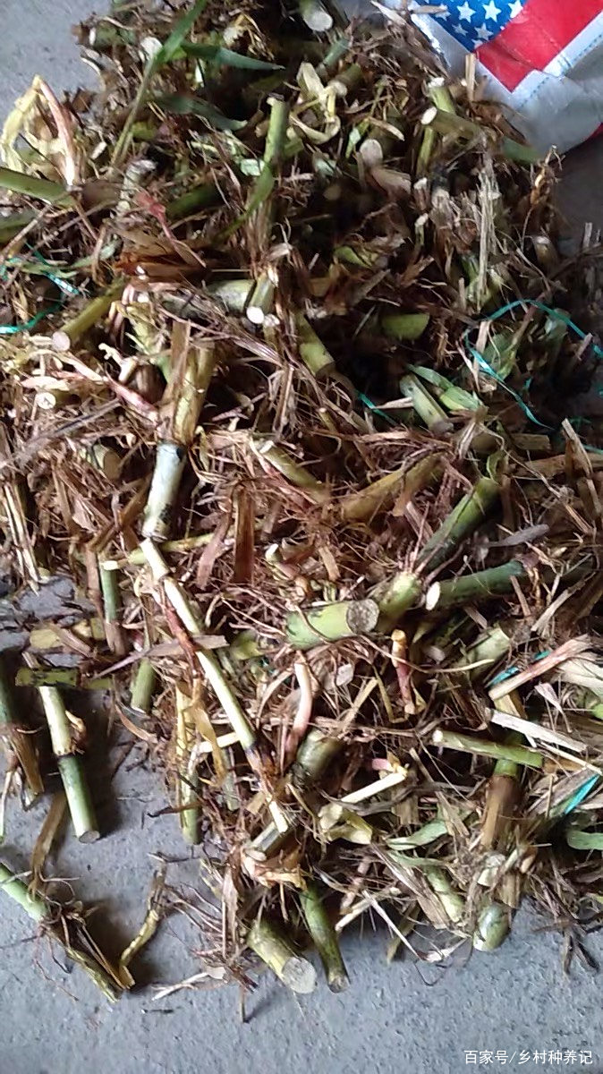 绿皇竹草种节,喂牛羊鱼鸡鸭鹅猪必备神器 绿皇竹草种节,喂牛羊鱼鸡鸭鹅猪必备神器