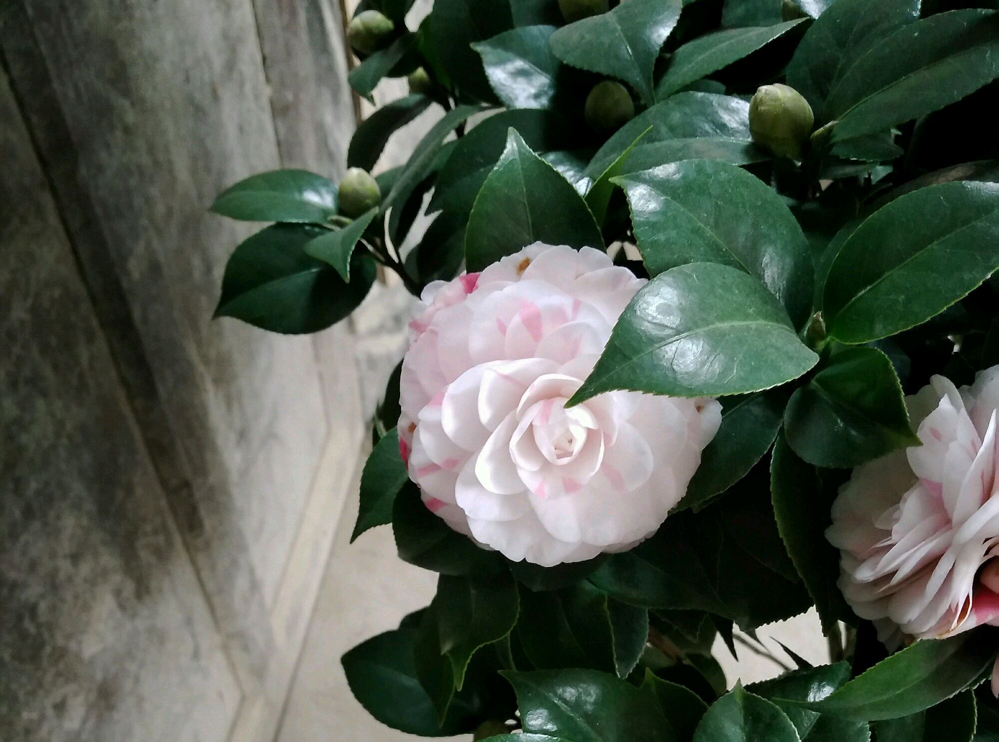 去年开花全白的十八学士茶花,今年花朵露红太惊艳,开花越来越仙