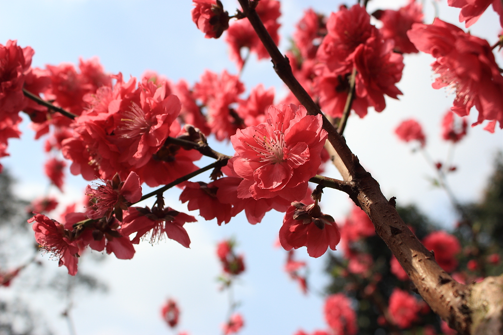 桃花林壁纸图片