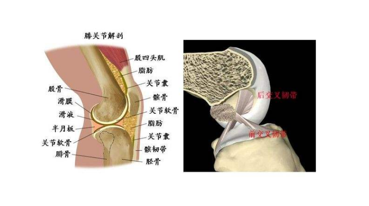 膝关节疼痛的原因及治疗方法