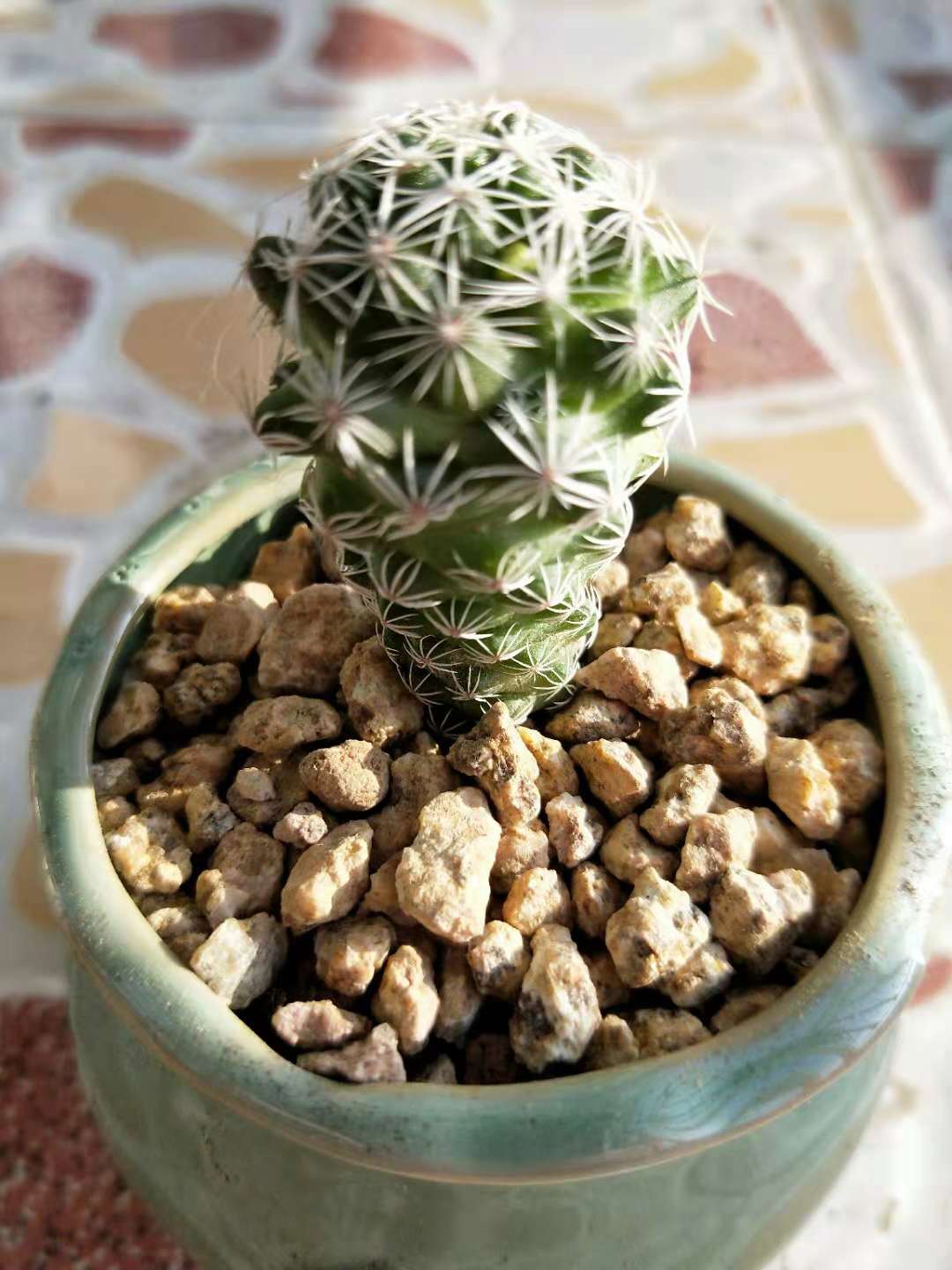 仙人掌科"银手指"长花苞,小刺头长出小鼓包,1招促开花!