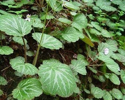 隐茎虎耳草你了解吗?看看这些再说话