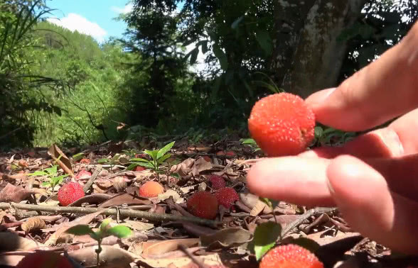 农村这种野果子6月份才成熟,山上很常见,用来泡酒味道一绝