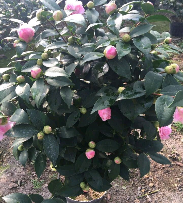 雨雪天气来袭,4种花最耐冻,养在院子里"花多,叶子好"