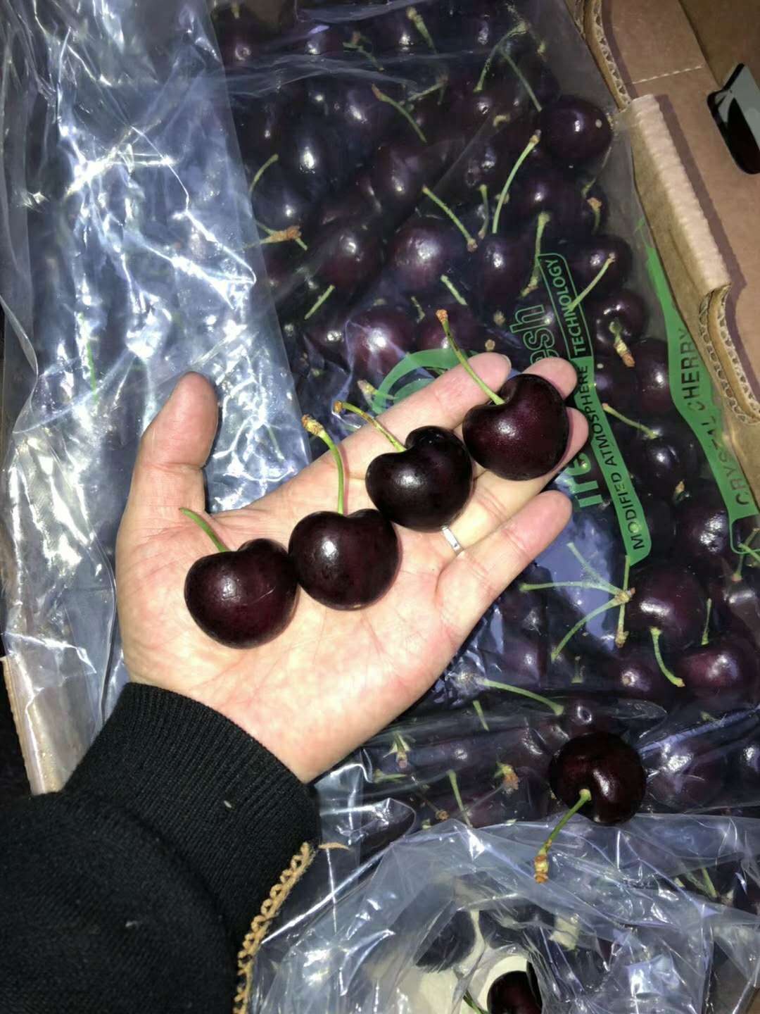 spd规格的santina车厘子