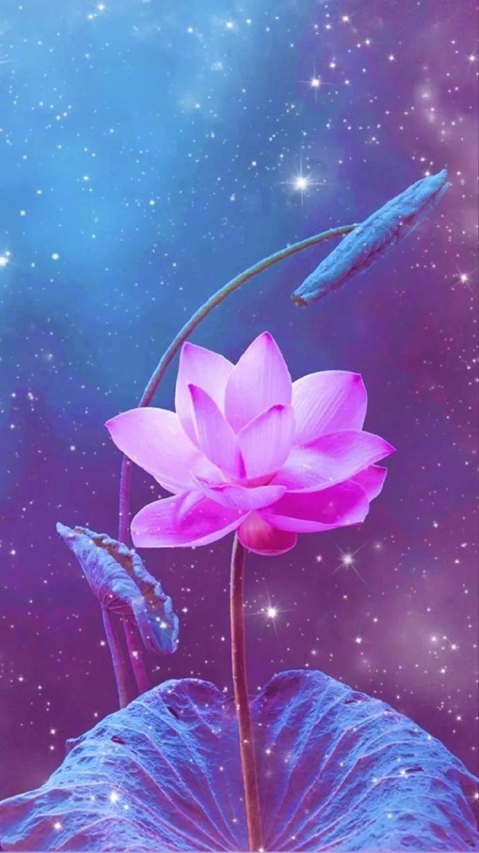 手机壁纸:夏季荷花