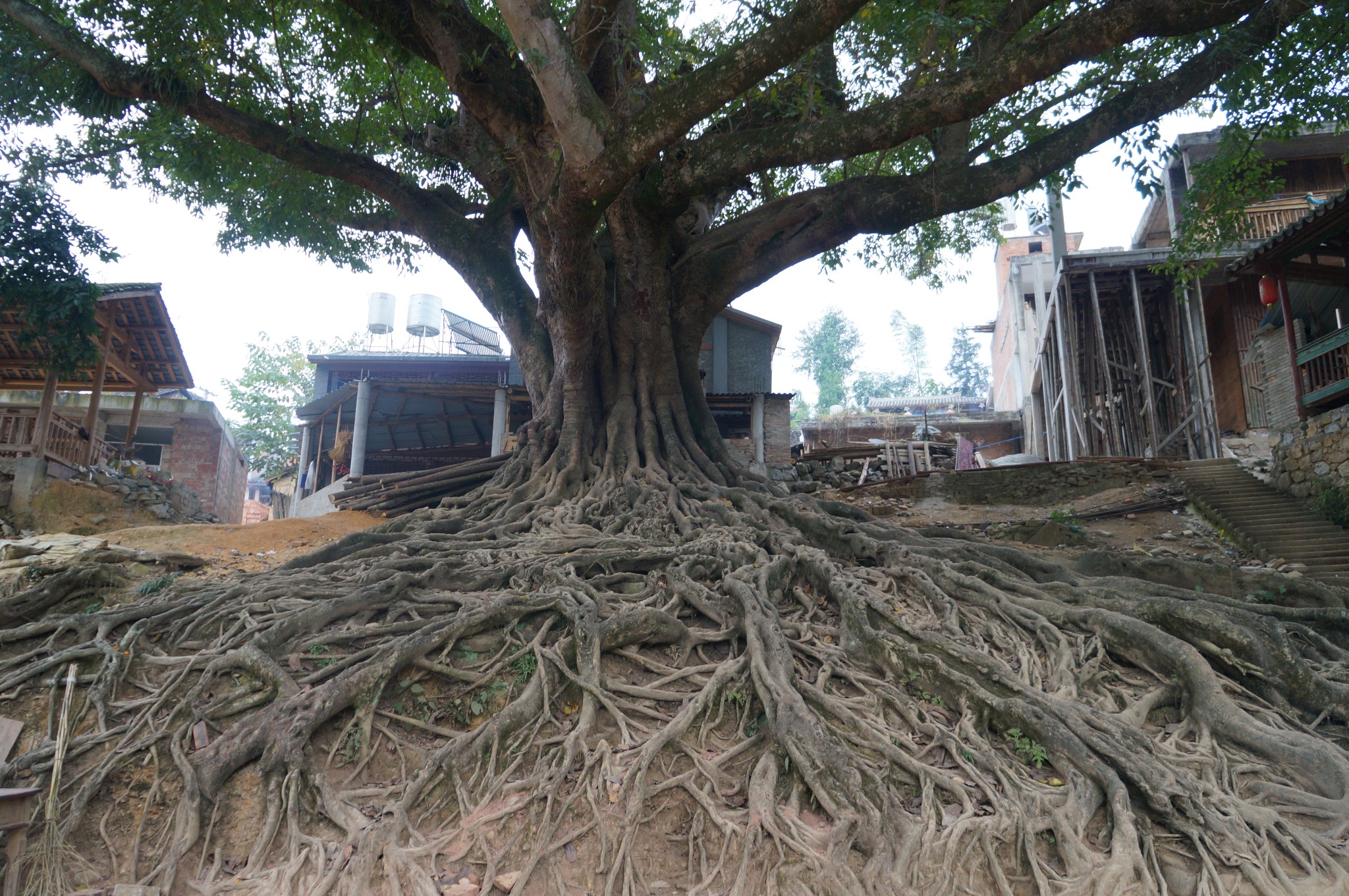 探索世界上最老的三棵树,中国这棵树上榜,已经活了近五千年
