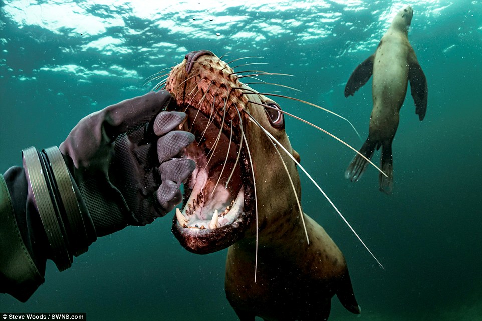 摄影师水下与露齿海狮"玩心跳",称海狮超萌"像小狗"