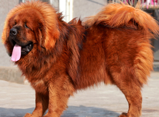 体格高大的藏獒,十分凶猛,善于保护主人和财物