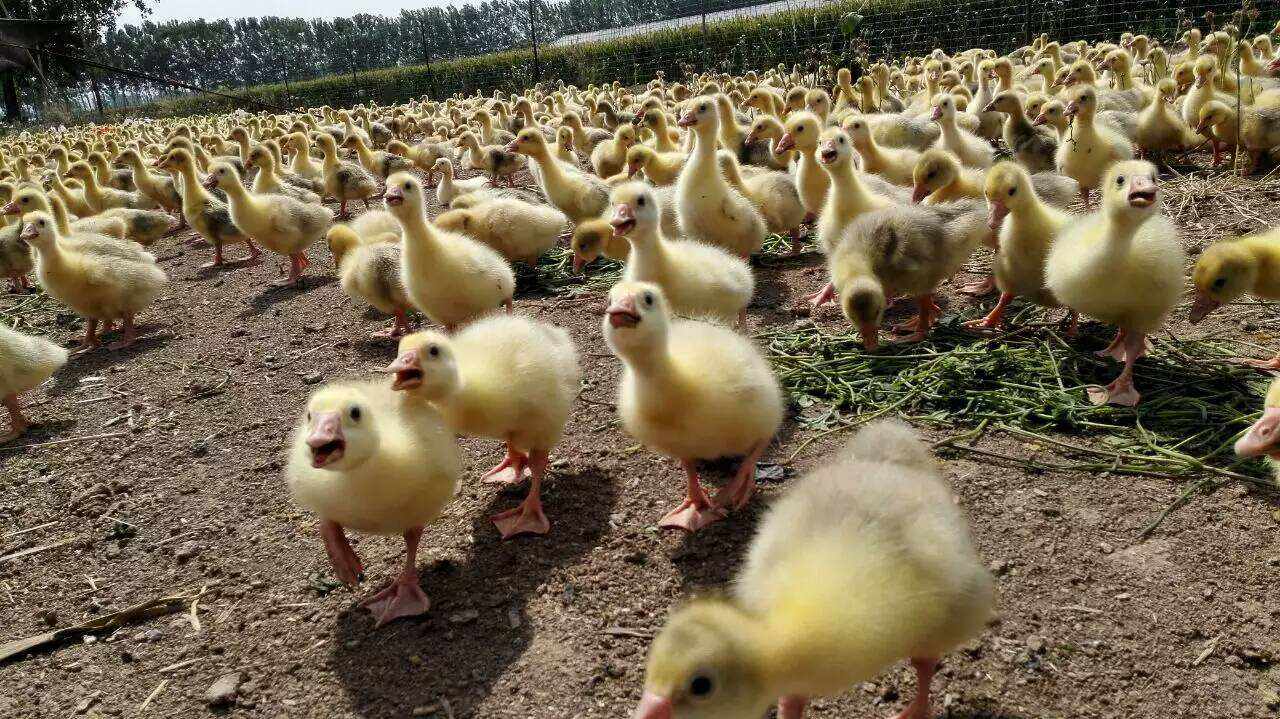 鸡苗- 热门商品专区