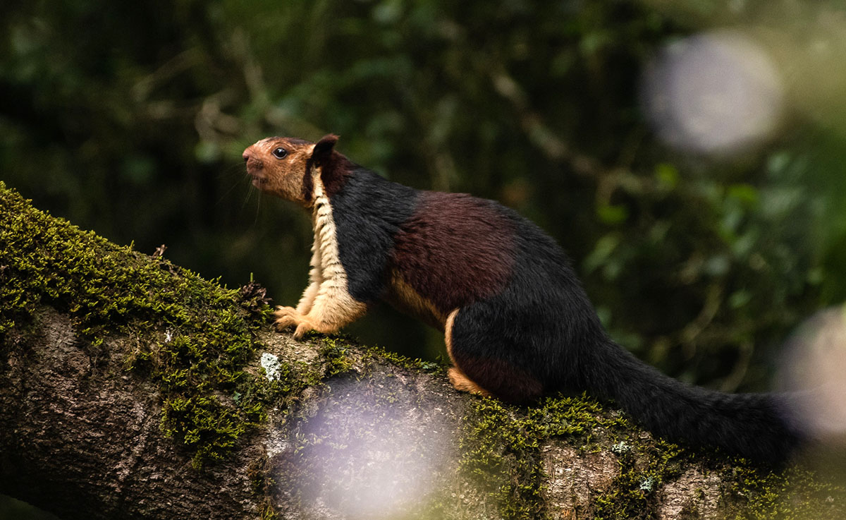 之所以叫巨松鼠,顾名思义就是因为它们的体型非常大.