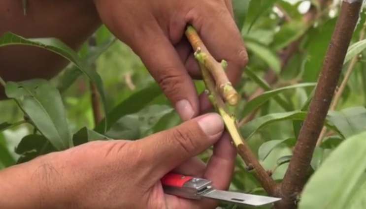 桃树的嫁接及"嵌芽接"是什么?我们一起来看看吧!