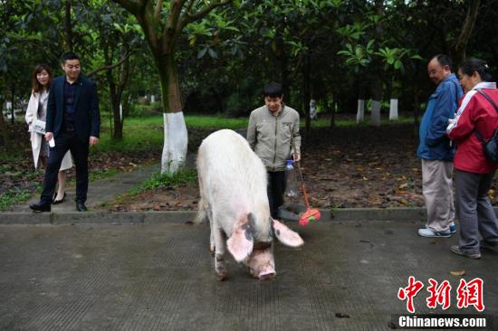 专职饲养员龚国成给"猪坚强"喂野草.