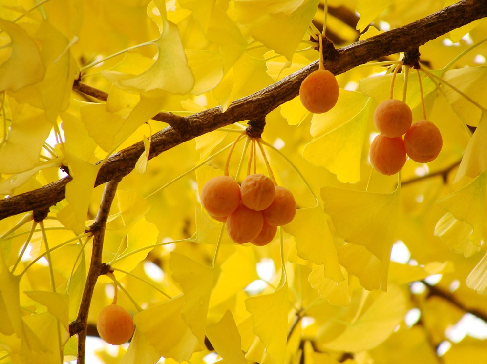 银杏果的种皮具有强酸,能保护种子,但它却被自己的树叶给坑了!