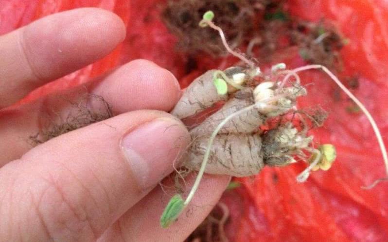 这种三叶草是孩子的零食,吃起来酸溜溜,有药用价值可以治尿结石