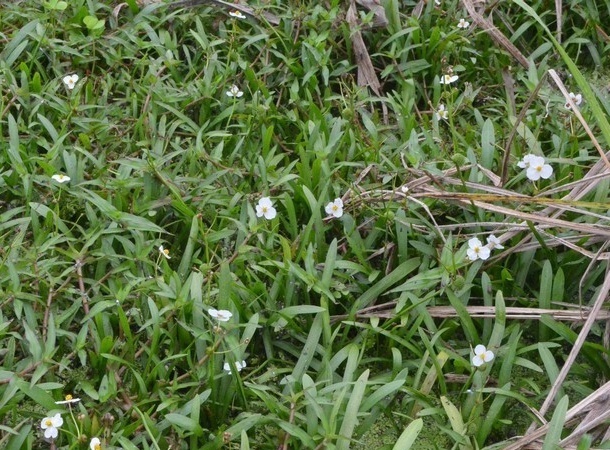 矮慈姑知识科普,教你轻松识别矮慈姑