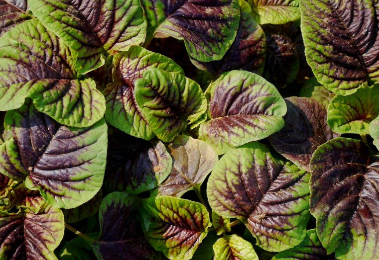 圆叶红苋菜种植 - 2020年最新商品信息聚合专区 - 百度爱采购