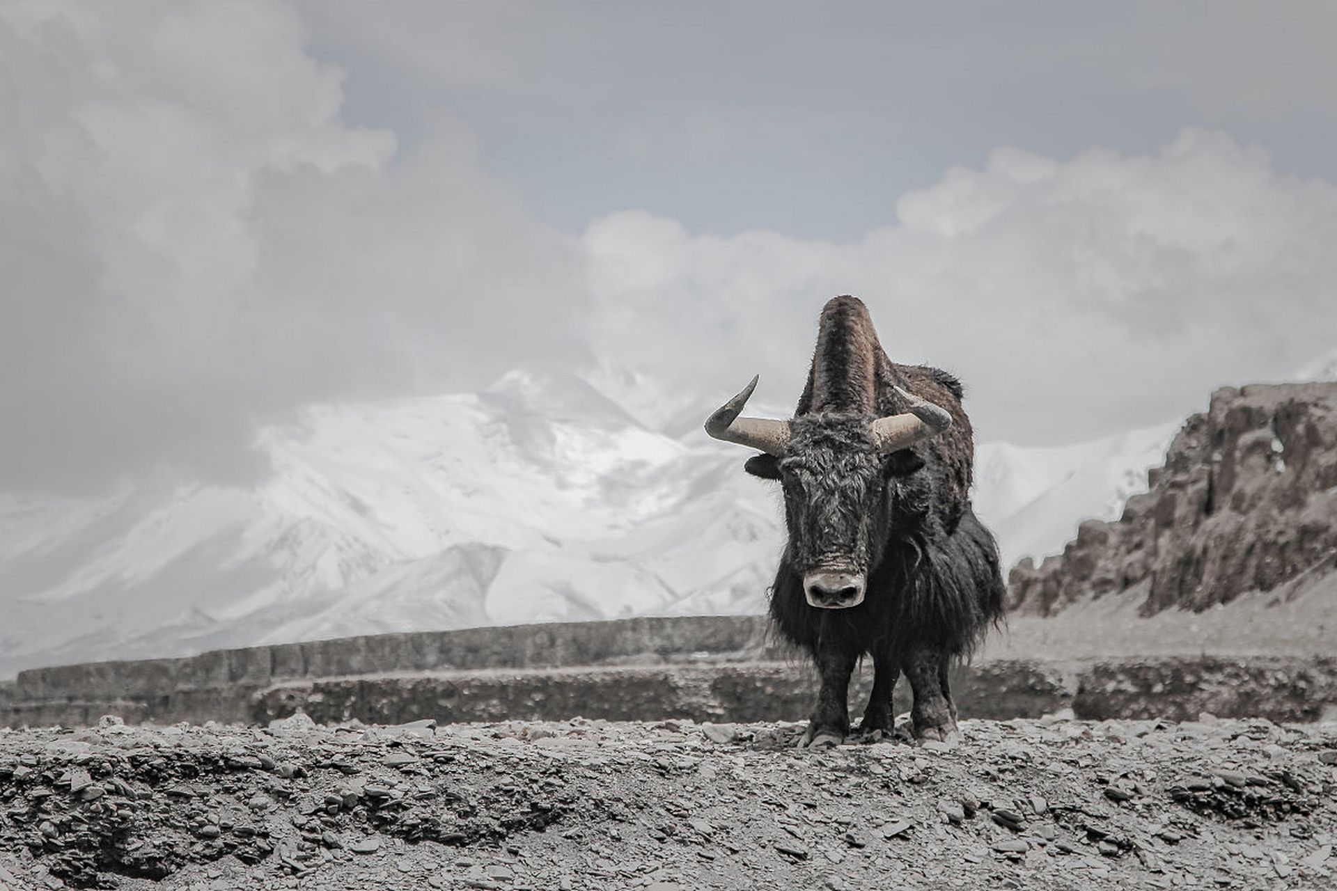 雪山野牦牛图片图片