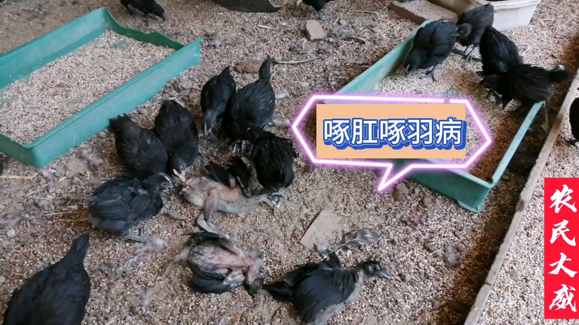 鸡场的第四天,很多小鸡啄肛啄羽,又死了四五只,大神怎么办
