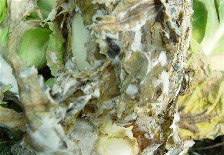 (三)甘蓝灰霉病