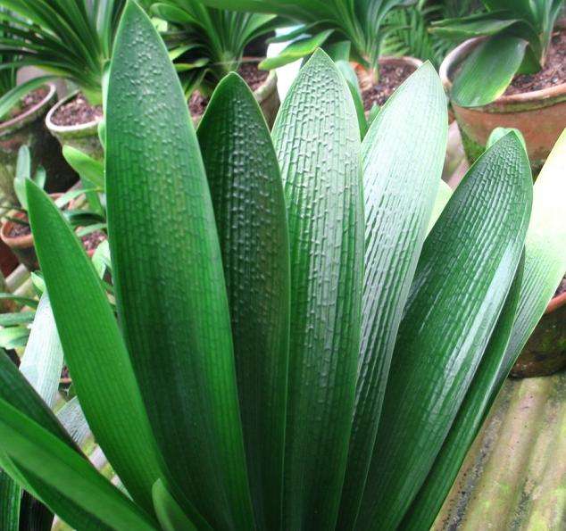 油匠君子兰为何在市场上备受青睐,看到这些原因你可能也会喜欢它