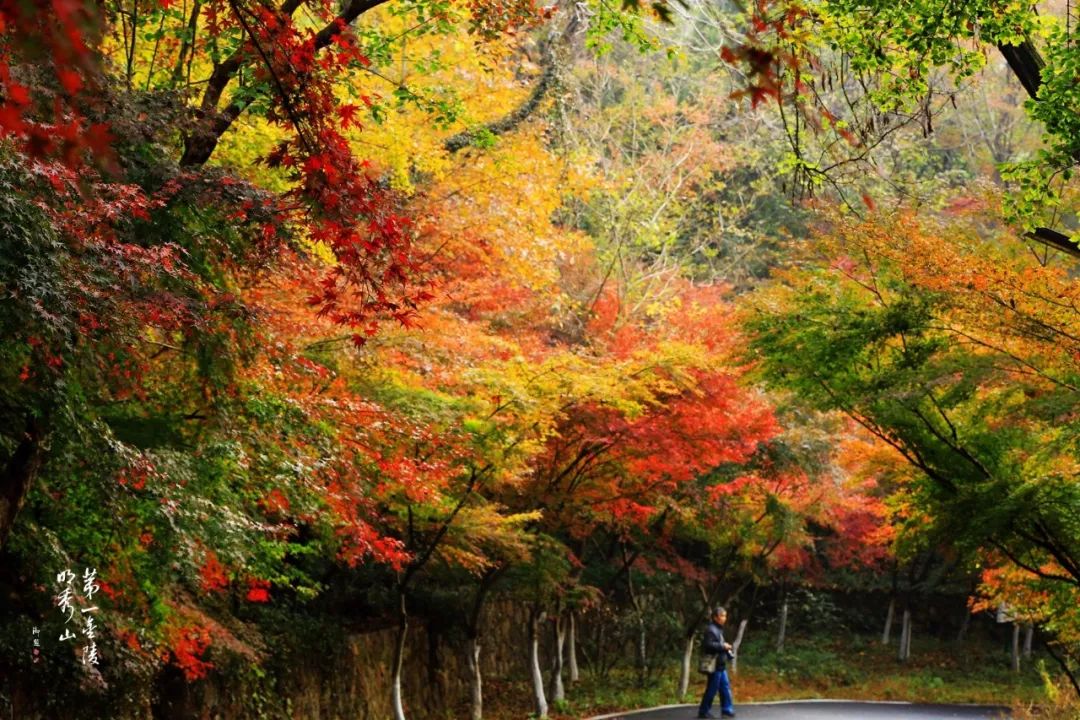 南京棲霞山紅了!棲霞山已進入紅葉最佳觀賞期!