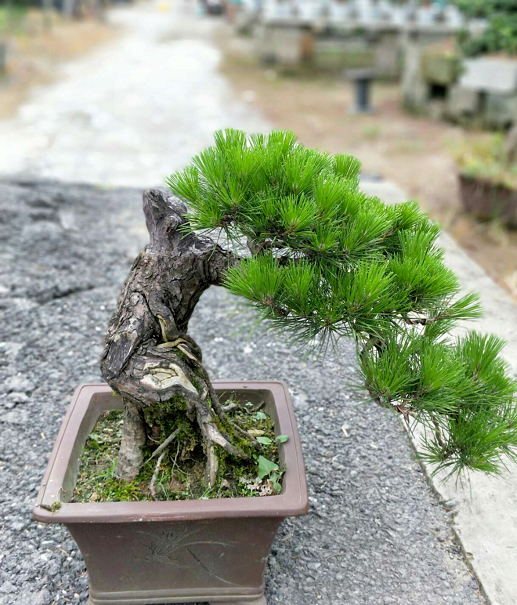 悬崖式黑松 此盆景大树式造型独特而生动.