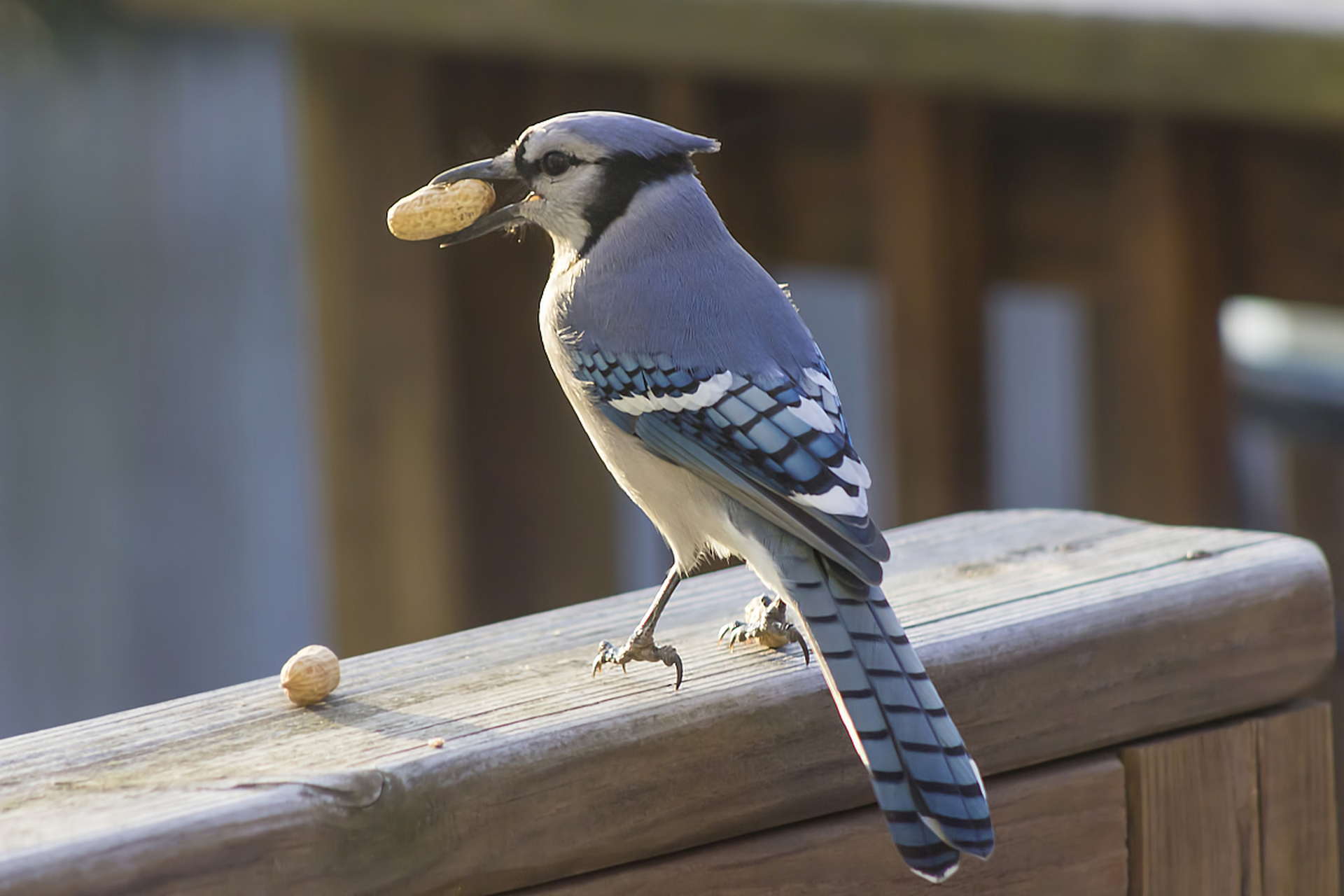乌鸫鸟,又称百舌鸟,是一种常见的小型鸟类,以其美丽的羽毛和悦耳的