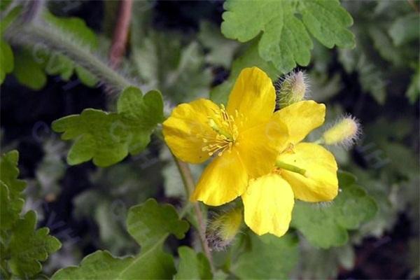 这种植物被称为"人血草",除了会流"血",还有舒血化瘀的效用